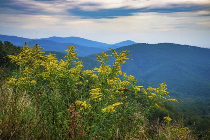 Framed Print : Vista with goldenrod, Shenandoah, Blue Ridge Parkway, Smoky Mountains, USA