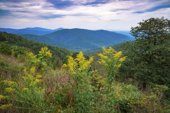 Framed Print : Vista with goldenrod, Shenandoah, Blue Ridge Parkway, Smoky Mountains, USA Framed Print : Vista with goldenrod, Shenandoah, Blue Ridge Parkway, Smoky Mountains, USA