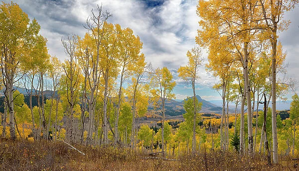 Vistas show off miles of fall aspen forests, Colorado, Walden, USA