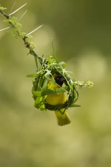 Framed Print : Vitelline Masked Weaver, Ploceus vitellinus, building nest in Samburu NP, Kenya