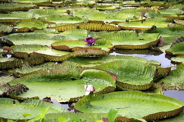 Vitoria Regis, giant water lilies in the Amazon jungle near Manaus, Brazil
