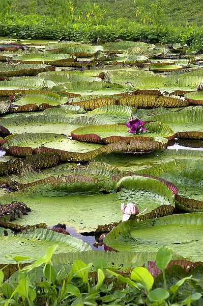 Vitoria Regis, giant water lilies in the Amazon jungle near Manaus, Brazil