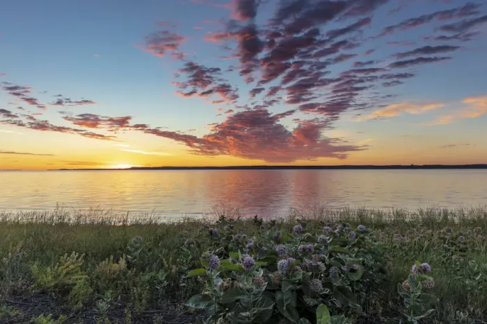 Framed Print : Vivid sunrise clouds over Fort Peck Reservoir and milkweed in the Charles M Russell Framed Print : Vivid sunrise clouds over Fort Peck Reservoir and milkweed in the Charles M Russell