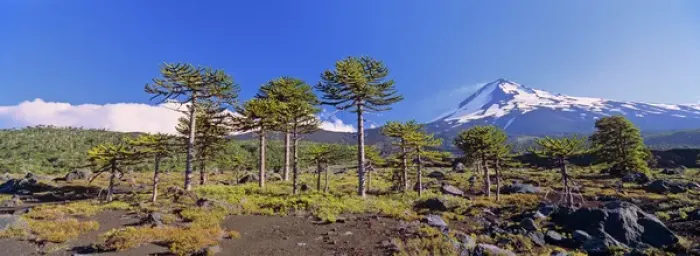 Framed Print : Volcan Llaima (3125m) with stand of Monkey Puzzle trees (Araucaria araucana) Framed Print : Volcan Llaima (3125m) with stand of Monkey Puzzle trees (Araucaria araucana)