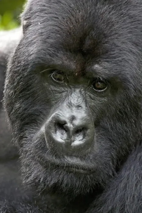 Framed Print : Volcanoes NP, Rwanda, Mountain Gorillas, Gorilla beringei beringei, Portrait
