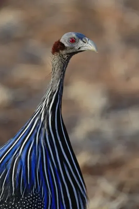 Framed Print : Vulturine Guinea fowl, Acryllium vulturinum, Samburu Game Reserve, Kenya Framed Print : Vulturine Guinea fowl, Acryllium vulturinum, Samburu Game Reserve, Kenya