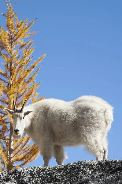 WA, Alpine Lakes Wilderness, Enchantment Lakes, WA, Mountain Goat (Oreamnos americanus)