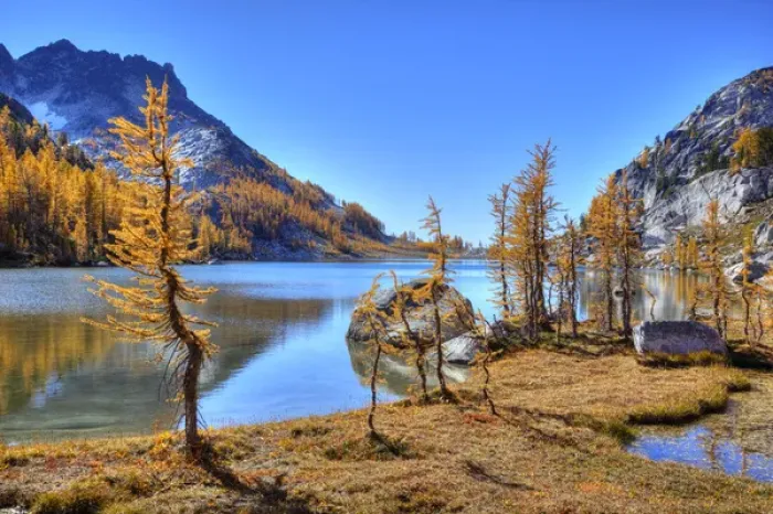Framed Print : WA, Alpine Lakes Wilderness, Enchantment Lakes, Golden Larch trees, along Perfection Lake Framed Print : WA, Alpine Lakes Wilderness, Enchantment Lakes, Golden Larch trees, along Perfection Lake