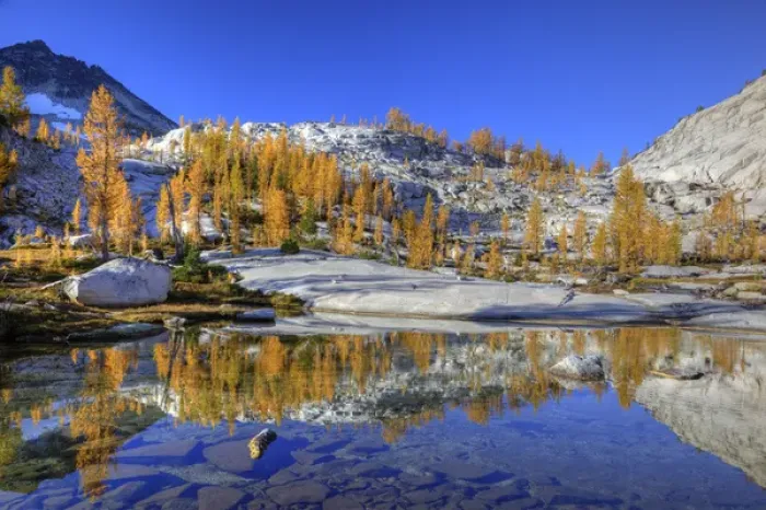 Framed Print : WA, Alpine Lakes Wilderness, Enchantment Lakes, Golden Larch trees at Magic Meadow