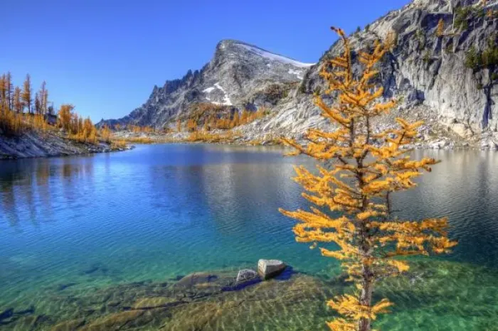 Framed Print : WA, Alpine Lakes Wilderness, Enchantment Lakes, Golden Larch tree, along Perfection Lake Framed Print : WA, Alpine Lakes Wilderness, Enchantment Lakes, Golden Larch tree, along Perfection Lake