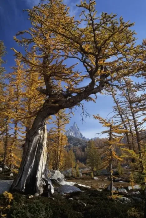 Framed Print : WA, Alpine Lakes Wilderness, Enchantment Lakes, Golden Larch trees with Prusik Peak Framed Print : WA, Alpine Lakes Wilderness, Enchantment Lakes, Golden Larch trees with Prusik Peak