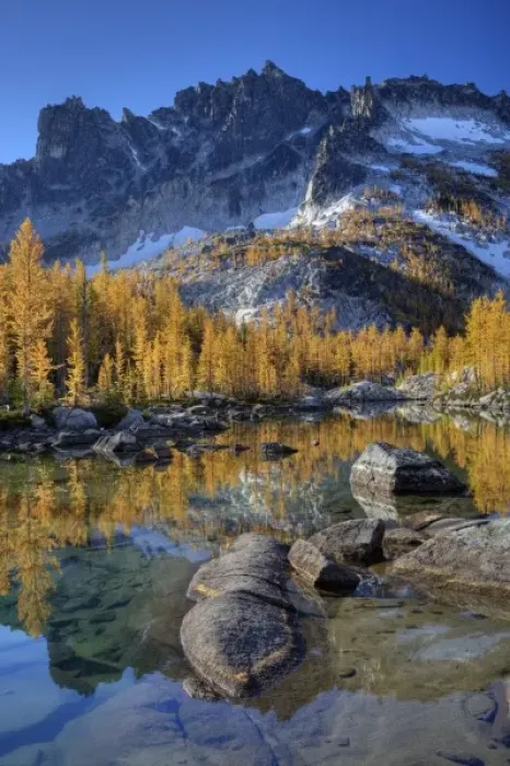 Framed Print : WA, Alpine Lakes Wilderness, Enchantment Lakes, Golden Larch trees, reflected in