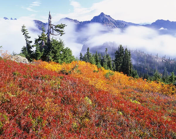 WA, Alpine Lakes Wilderness, Fall Color on Rampart Ridge
