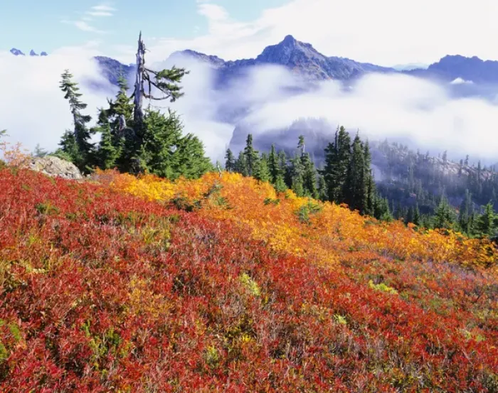 Framed Print : WA, Alpine Lakes Wilderness, Fall Color on Rampart Ridge Framed Print : WA, Alpine Lakes Wilderness, Fall Color on Rampart Ridge