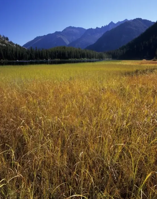 Framed Print : WA, Alpine Lakes Wilderness, grass meadow at Lake Stuart with Enchantment Peaks Framed Print : WA, Alpine Lakes Wilderness, grass meadow at Lake Stuart with Enchantment Peaks