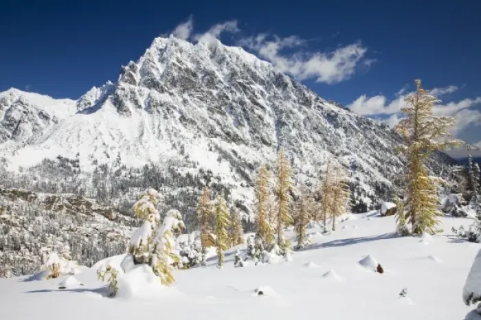 Framed Print : WA, Alpine Lakes Wilderness, Mount Stuart, with golden larch trees and fresh snow Framed Print : WA, Alpine Lakes Wilderness, Mount Stuart, with golden larch trees and fresh snow