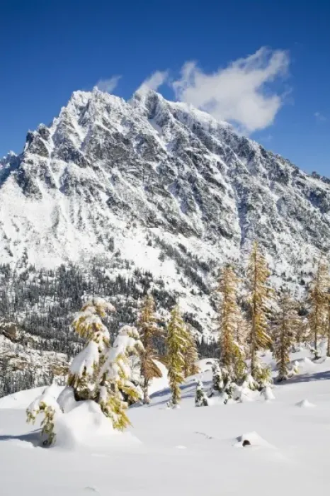 Framed Print : WA, Alpine Lakes Wilderness, Mount Stuart, with golden larch trees and fresh snow Framed Print : WA, Alpine Lakes Wilderness, Mount Stuart, with golden larch trees and fresh snow