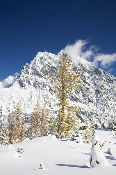 WA, Alpine Lakes Wilderness, Mount Stuart, with golden larch trees and fresh snow