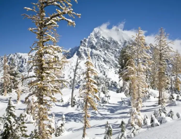 Framed Print : WA, Alpine Lakes Wilderness, Mount Stuart, with golden larch trees and fresh snow Framed Print : WA, Alpine Lakes Wilderness, Mount Stuart, with golden larch trees and fresh snow