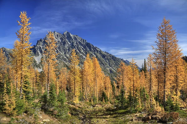 WA, Alpine Lakes Wilderness, Mount Stuart with golden larch trees