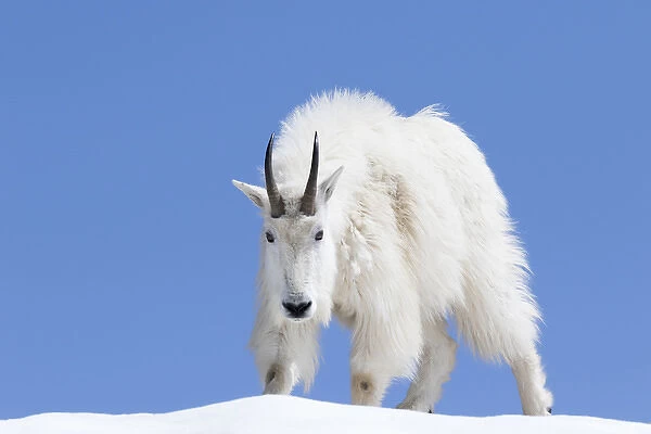 WA, Alpine Lakes Wilderness, Mountain goat, Billy goat, male