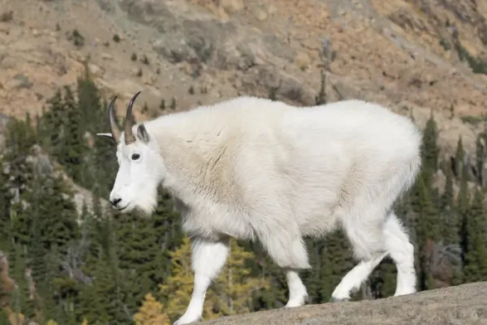 Framed Print : WA, Alpine Lakes Wilderness, Mountain goat Framed Print : WA, Alpine Lakes Wilderness, Mountain goat