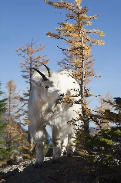 WA, Alpine Lakes Wilderness, mountain goat