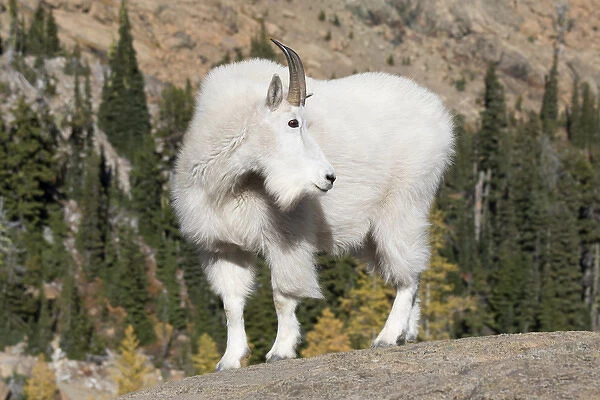 WA, Alpine Lakes Wilderness, Mountain goat; Billy goat