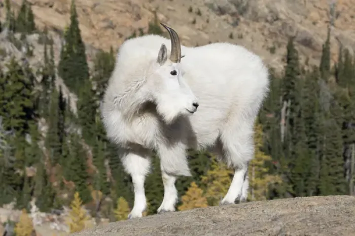 Framed Print : WA, Alpine Lakes Wilderness, Mountain goat; Billy goat Framed Print : WA, Alpine Lakes Wilderness, Mountain goat; Billy goat