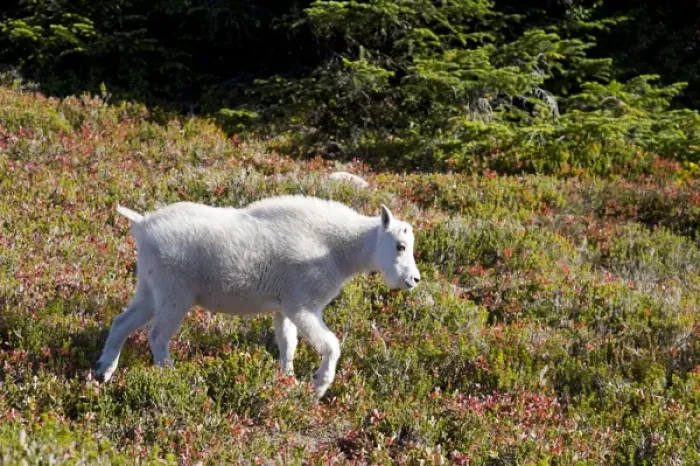 Framed Print : WA, Alpine Lakes Wilderness, Mountain Goat (Oreamnos americanus), Young kid goat Framed Print : WA, Alpine Lakes Wilderness, Mountain Goat (Oreamnos americanus), Young kid goat