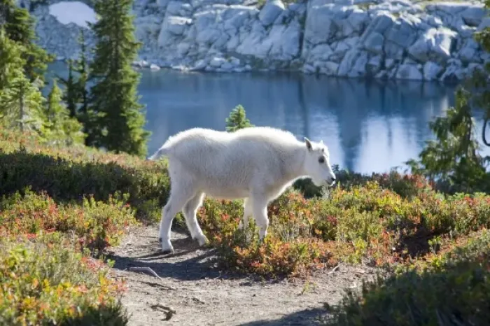 Framed Print : WA, Alpine Lakes Wilderness, Mountain Goat (Oreamnos americanus), Young kid goat Framed Print : WA, Alpine Lakes Wilderness, Mountain Goat (Oreamnos americanus), Young kid goat