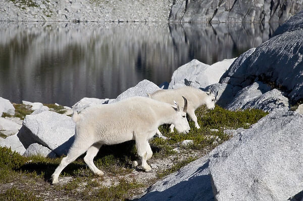 WA, Alpine Lakes Wilderness, Mountain Goats (Oreamnos americanus), Nanny goat and kid