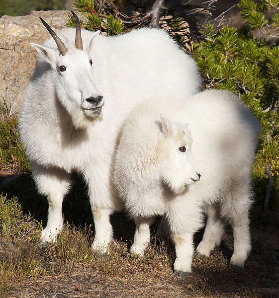 WA, Alpine Lakes Wilderness, mountain goats, nanny and kid