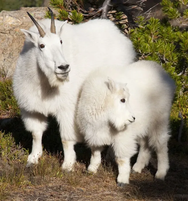 Framed Print : WA, Alpine Lakes Wilderness, mountain goats, nanny and kid Framed Print : WA, Alpine Lakes Wilderness, mountain goats, nanny and kid