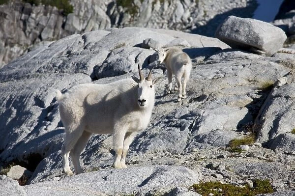 WA, Alpine Lakes Wilderness, Mountain Goats (Oreamnos americanus), Nanny goat and kid