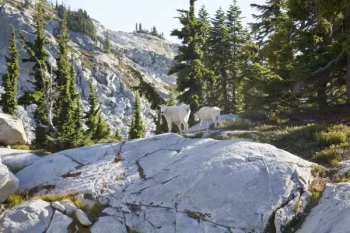 Framed Print : WA, Alpine Lakes Wilderness, Mountain Goats (Oreamnos americanus), Nanny goat and kid Framed Print : WA, Alpine Lakes Wilderness, Mountain Goats (Oreamnos americanus), Nanny goat and kid