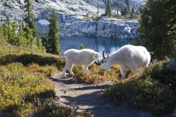 Framed Print : WA, Alpine Lakes Wilderness, Mountain Goats (Oreamnos americanus), Nanny goat and kid Framed Print : WA, Alpine Lakes Wilderness, Mountain Goats (Oreamnos americanus), Nanny goat and kid
