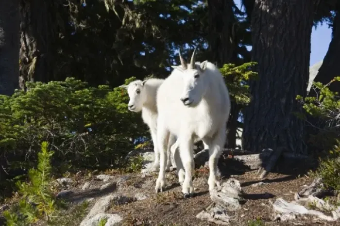 Framed Print : WA, Alpine Lakes Wilderness, Mountain Goats (Oreamnos americanus), Nanny goat and kid
