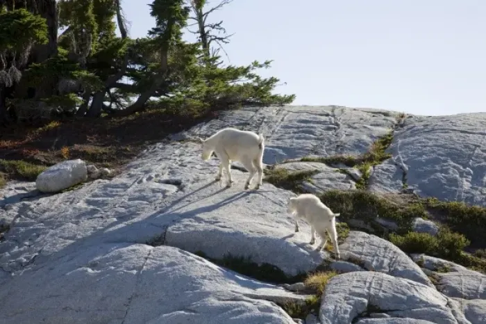 Framed Print : WA, Alpine Lakes Wilderness, Mountain Goats (Oreamnos americanus), Nanny goat and kid Framed Print : WA, Alpine Lakes Wilderness, Mountain Goats (Oreamnos americanus), Nanny goat and kid