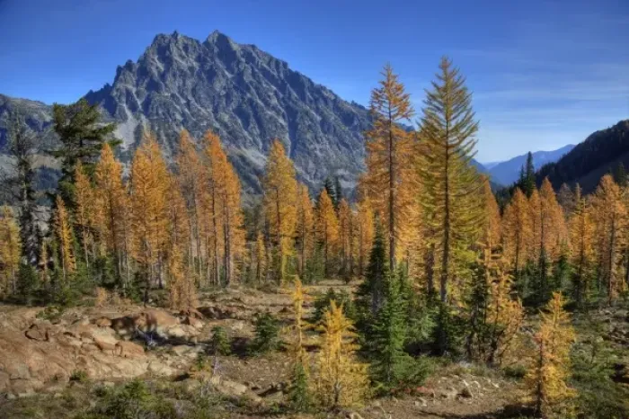 Framed Print : WA, Alpine Lakes Wilderness, Mt. Stuart with golden larch trees Framed Print : WA, Alpine Lakes Wilderness, Mt. Stuart with golden larch trees