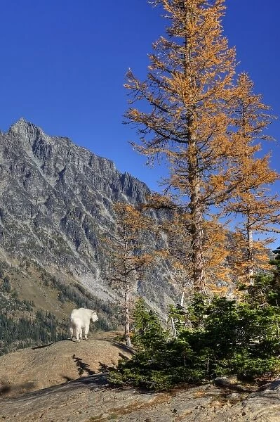 WA, Alpine Lakes Wilderness, Mt. Stuart with golden larch tree and mountain goat