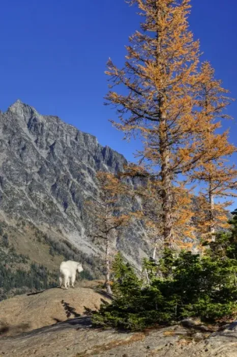 Framed Print : WA, Alpine Lakes Wilderness, Mt. Stuart with golden larch tree and mountain goat