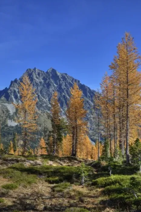 Framed Print : WA, Alpine Lakes Wilderness, Mt. Stuart with golden larch trees Framed Print : WA, Alpine Lakes Wilderness, Mt. Stuart with golden larch trees