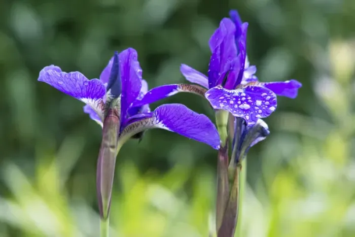 Framed Print : WA, Bellevue, Bellevue Botanical Garden, Iris Framed Print : WA, Bellevue, Bellevue Botanical Garden, Iris