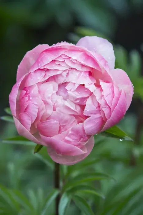 Framed Print : WA, Bellevue, Bellevue Botanical Garden, Peony Framed Print : WA, Bellevue, Bellevue Botanical Garden, Peony