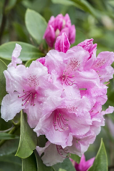 WA, Bellevue, Rhododendron
