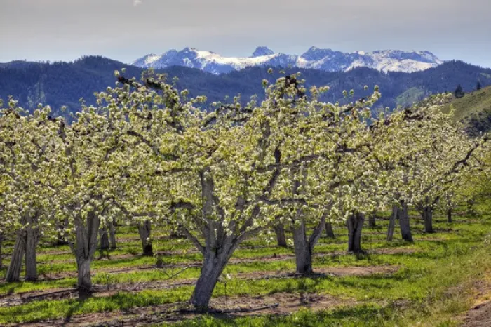 Framed Print : WA, Chelan County, Dryden, apple orchard in bloom Framed Print : WA, Chelan County, Dryden, apple orchard in bloom