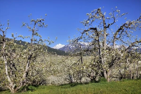 WA, Chelan County, Dryden, pear orchard in bloom
