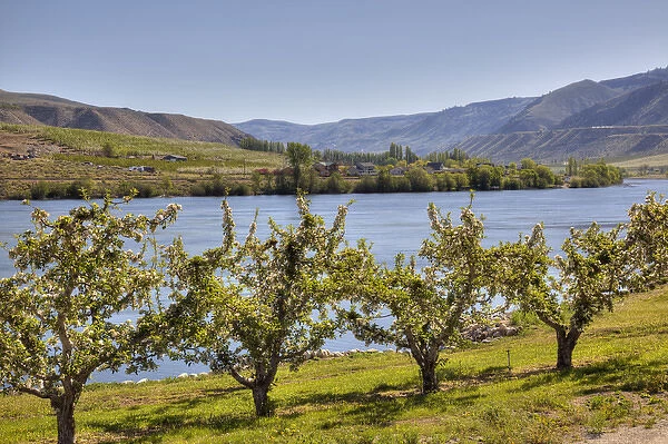 WA, Chelan County, orchard along the Columbia River