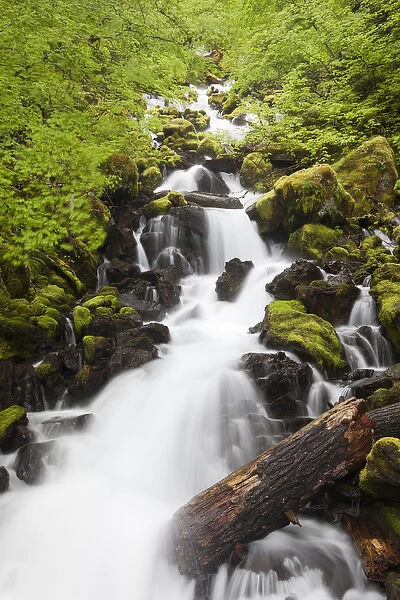 WA, Gifford Pinchot National Forest, Moss covered rocks and stream